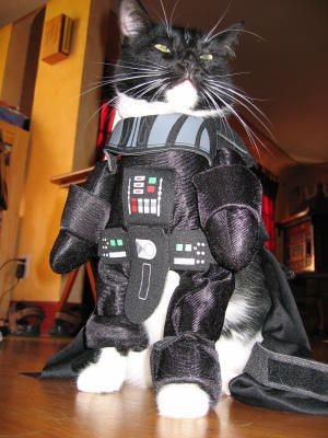 dark vador cosplay cat