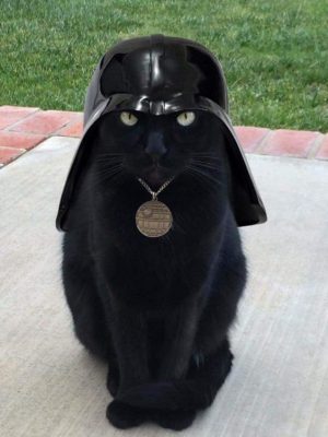 cosplay dark vador cat cosplay dark vador cat